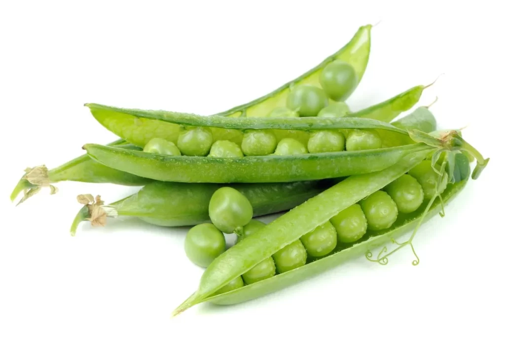 Green Pea Pod Round Fresh Crisp