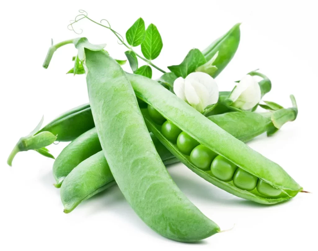 Green Pea Pod Round Fresh