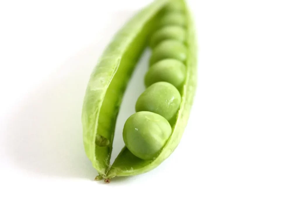 Green Pea Pod Round Fresh