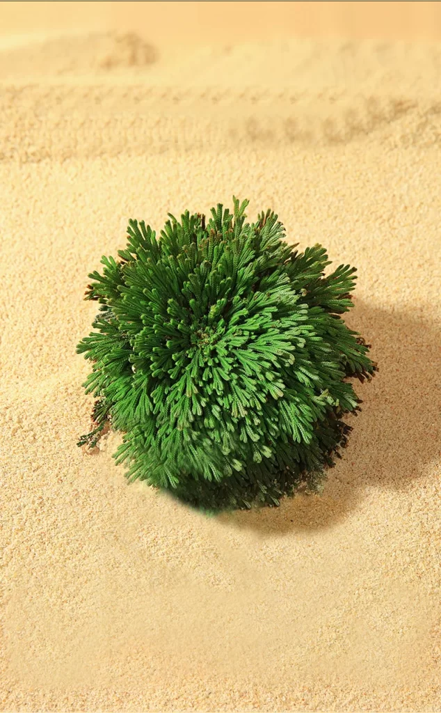 Green Plant Sand Texture Nature