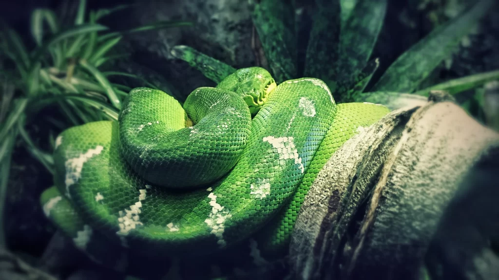 Green Snake Jungle Nature Texture Patterns