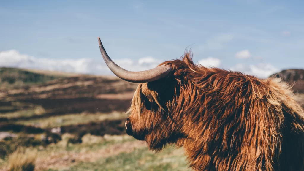 Highland Cow Horns Fur Landscape Nature