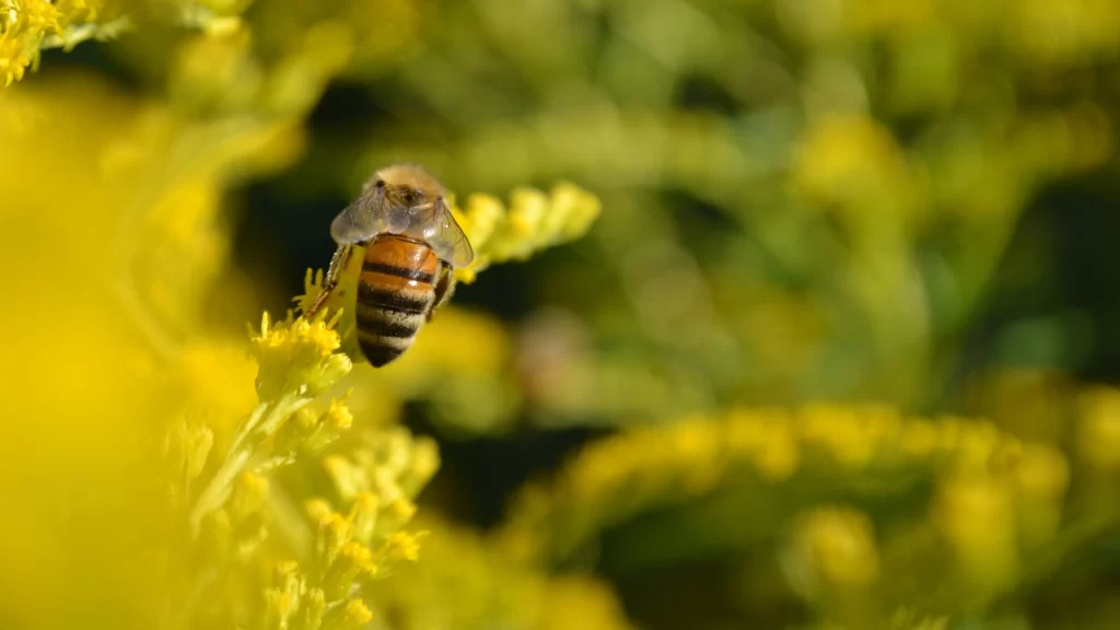 Honeybee Yellow Flowers Nature Pollination Sunlight