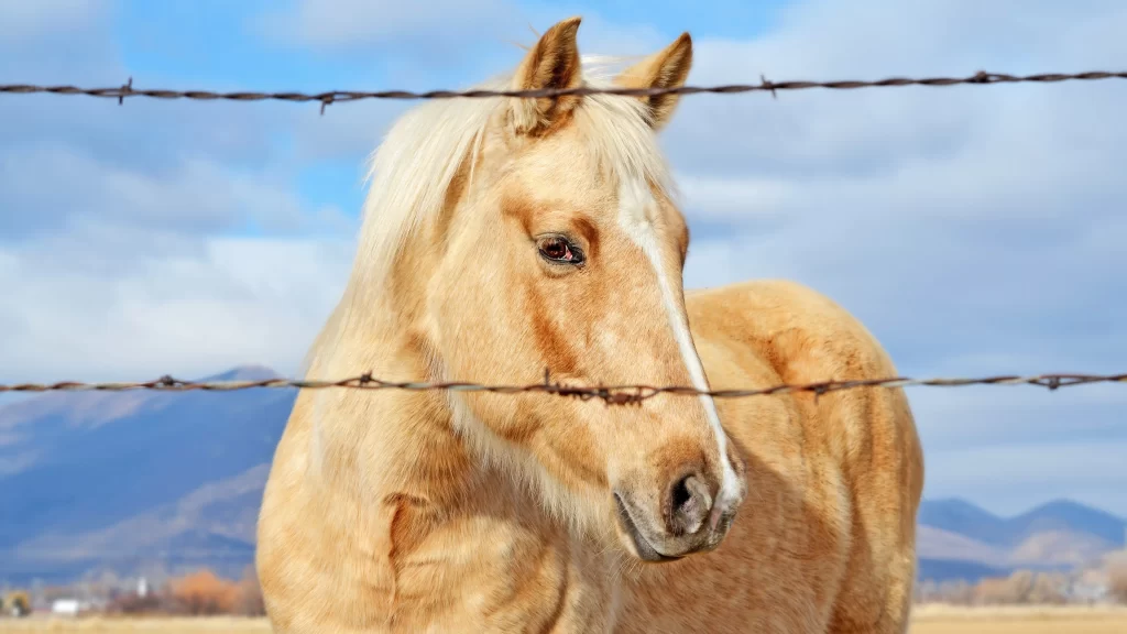 Horse Barbed Wire Mountains Blue Sky Clouds