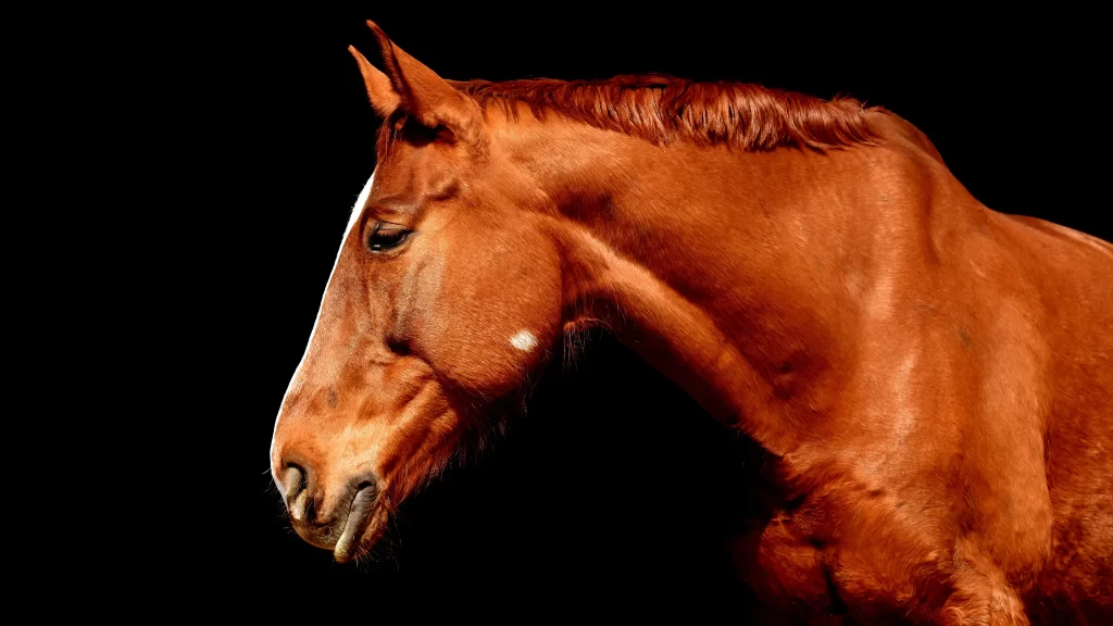 Horse Brown Mane Ears Black Background