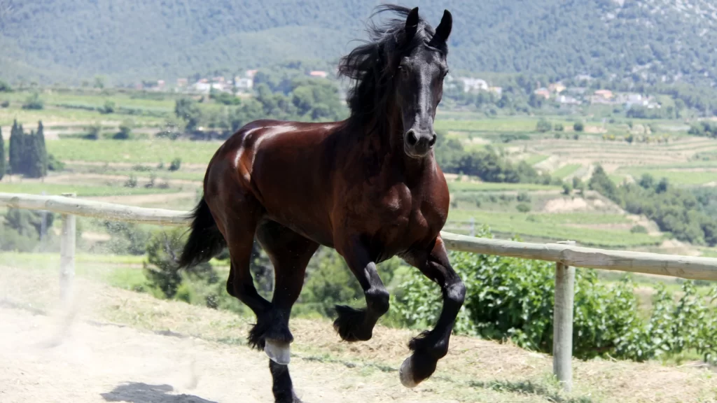 Horse Gallop Dust Trail Countryside Mountains