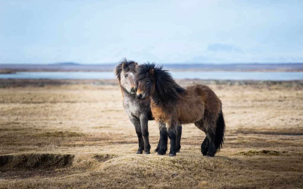 horses field water sky grass landscape