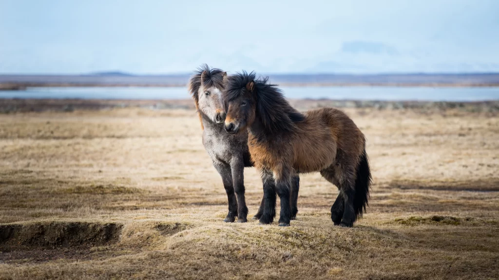 Horses Grassland Plains Water Horizon Sky
