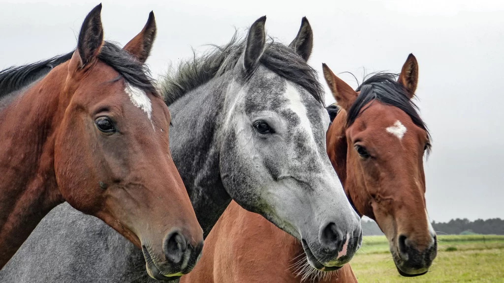 Horses Meadow Grass Field Nature
