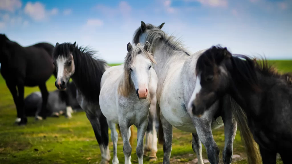 Horses Meadow Green Grass Blue Sky Clouds