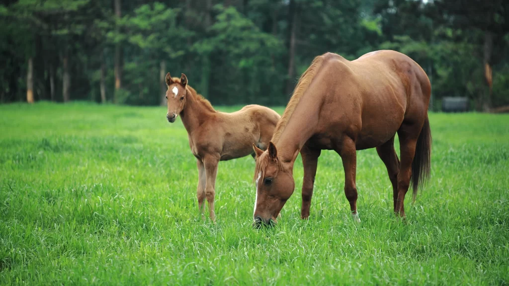 Horses Meadow Green Grass Forest Nature