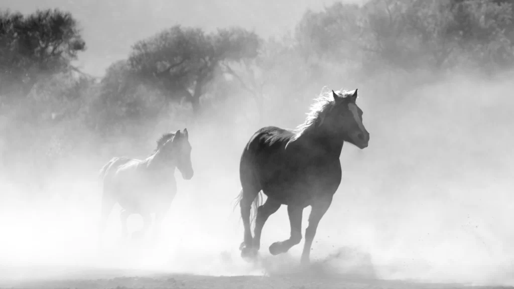 Horses Running Dusty Field Trees Silhouette