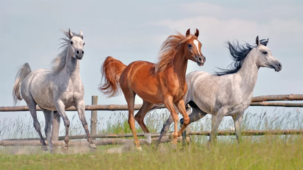 Horses Running Field Fence Grass