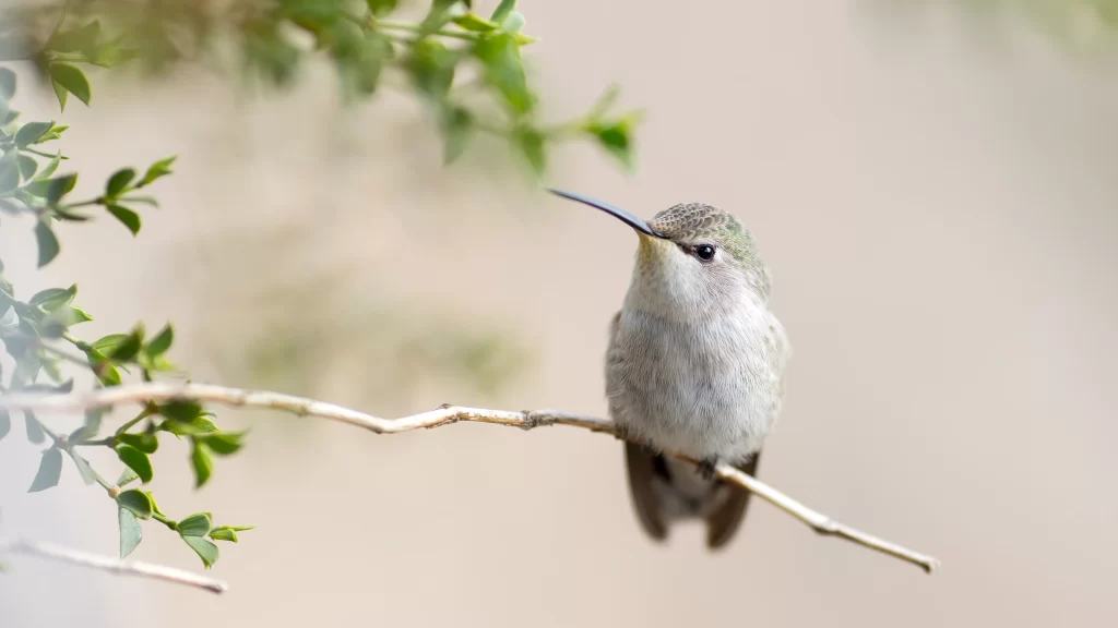 Hummingbird Branch Green Leaves Nature