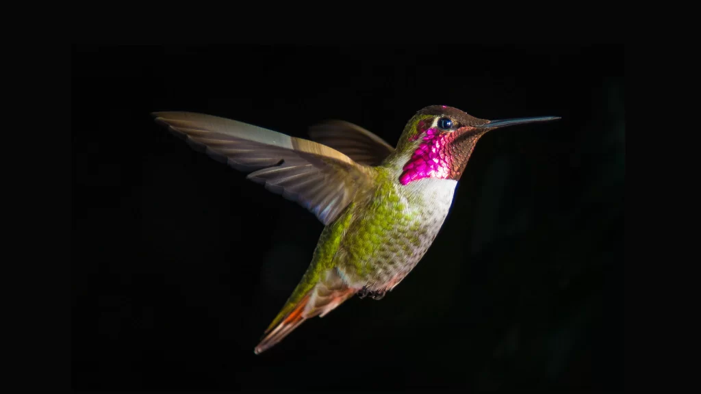 Hummingbird Flight Green Purple Feathers Nature