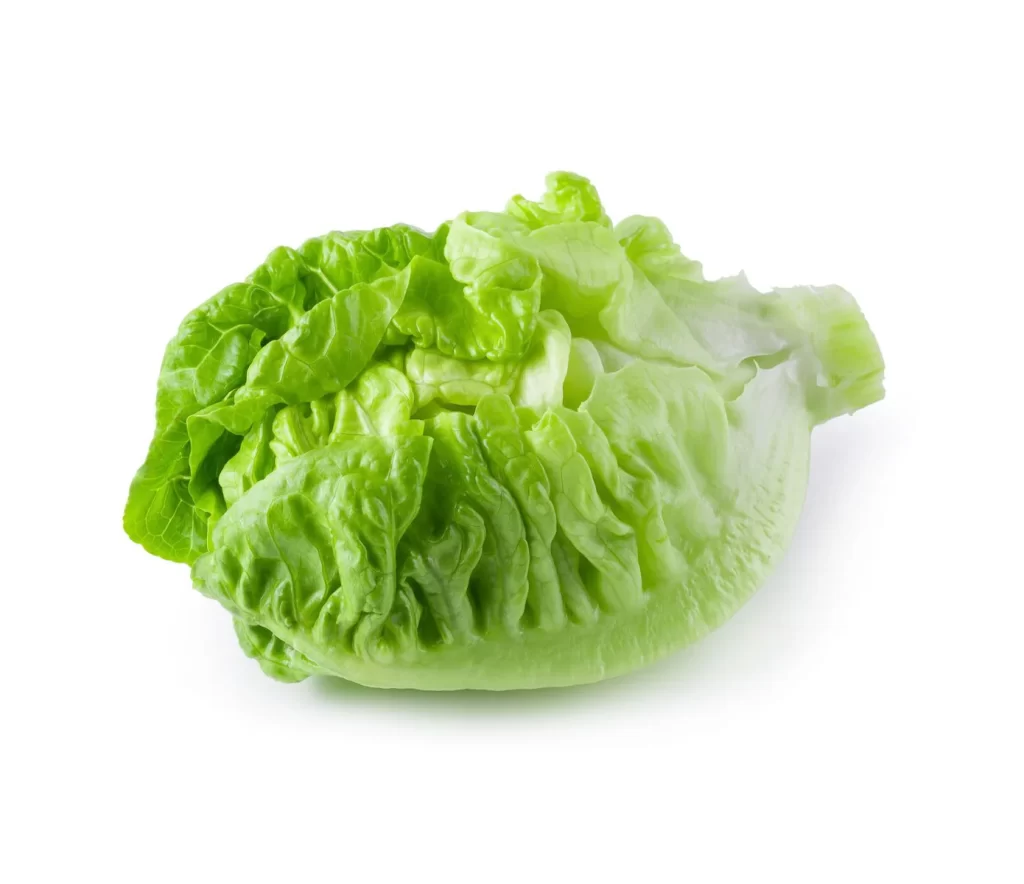 Iceberg Lettuce Green Crisp Crunchy