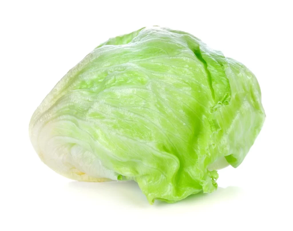 Iceberg Lettuce Green Crisp Crunchy
