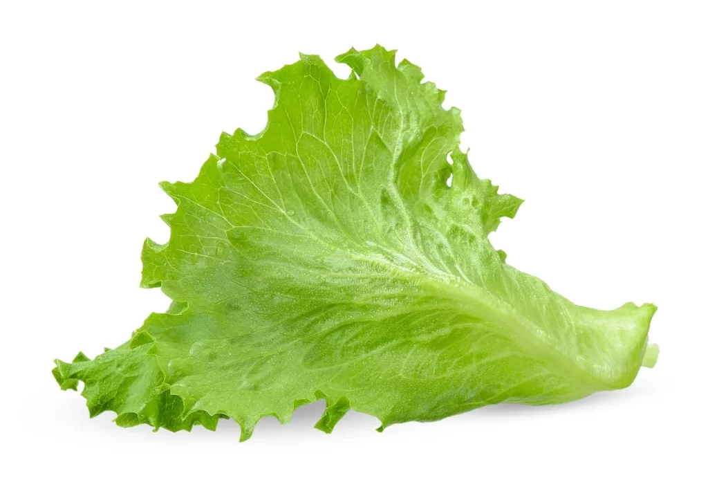 Iceberg Lettuce Green Crisp Edible