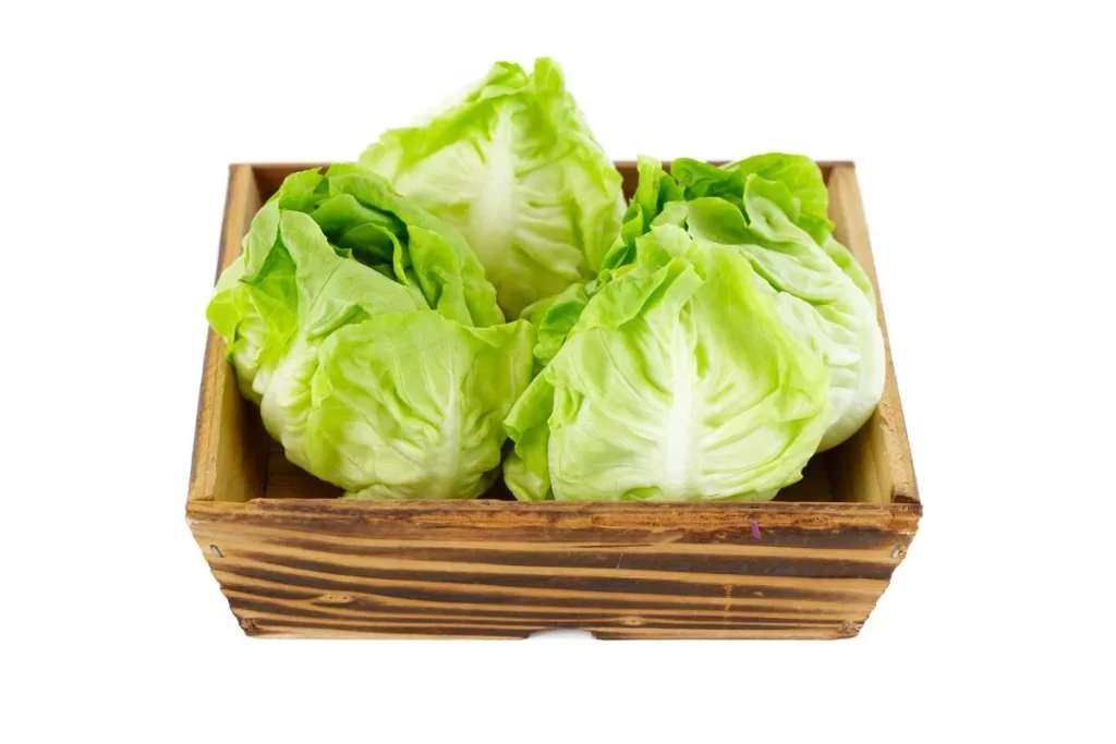 Iceberg Lettuce Green Crisp Fresh