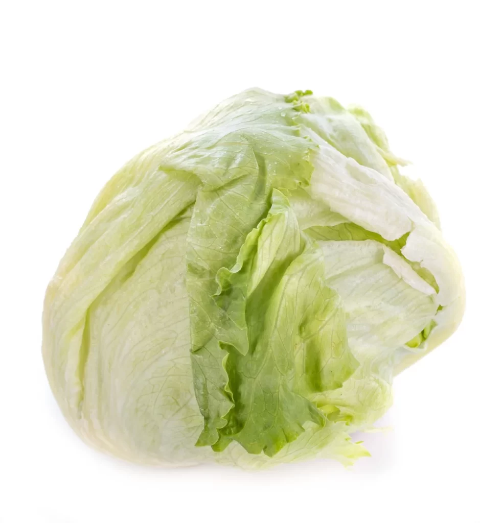 Iceberg Lettuce Green Crisp Fresh