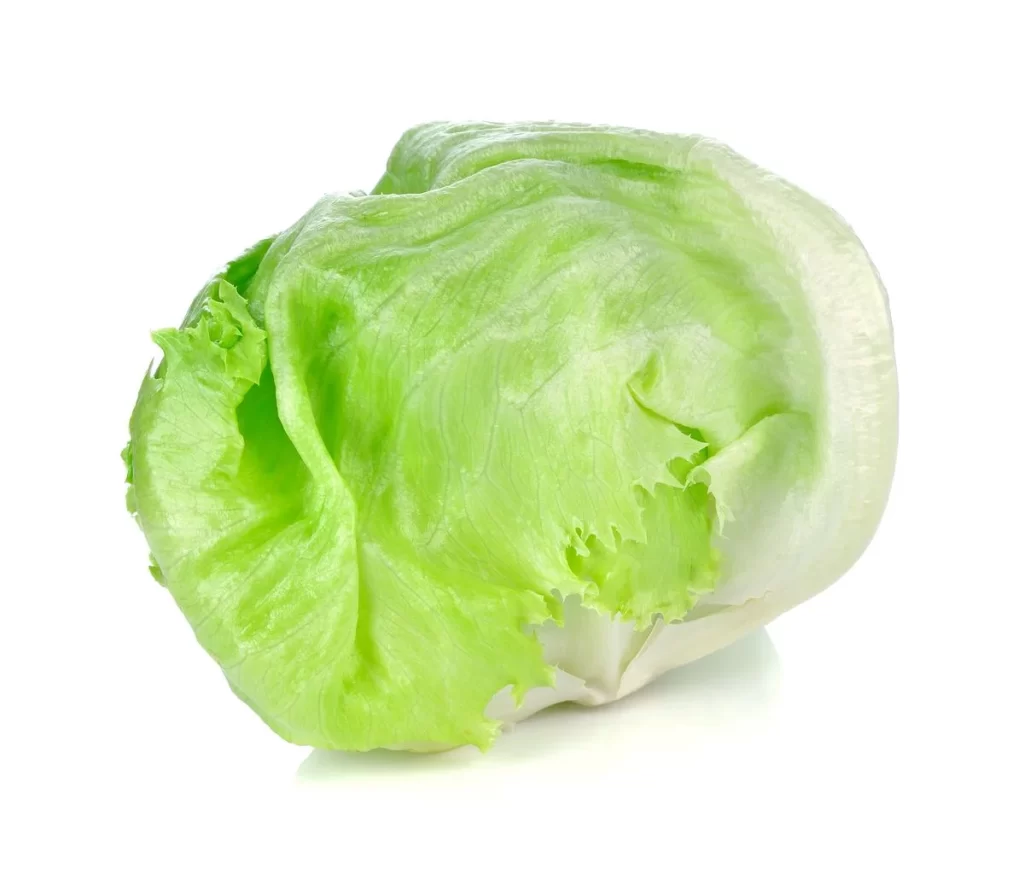 Iceberg Lettuce Green Crisp Fresh