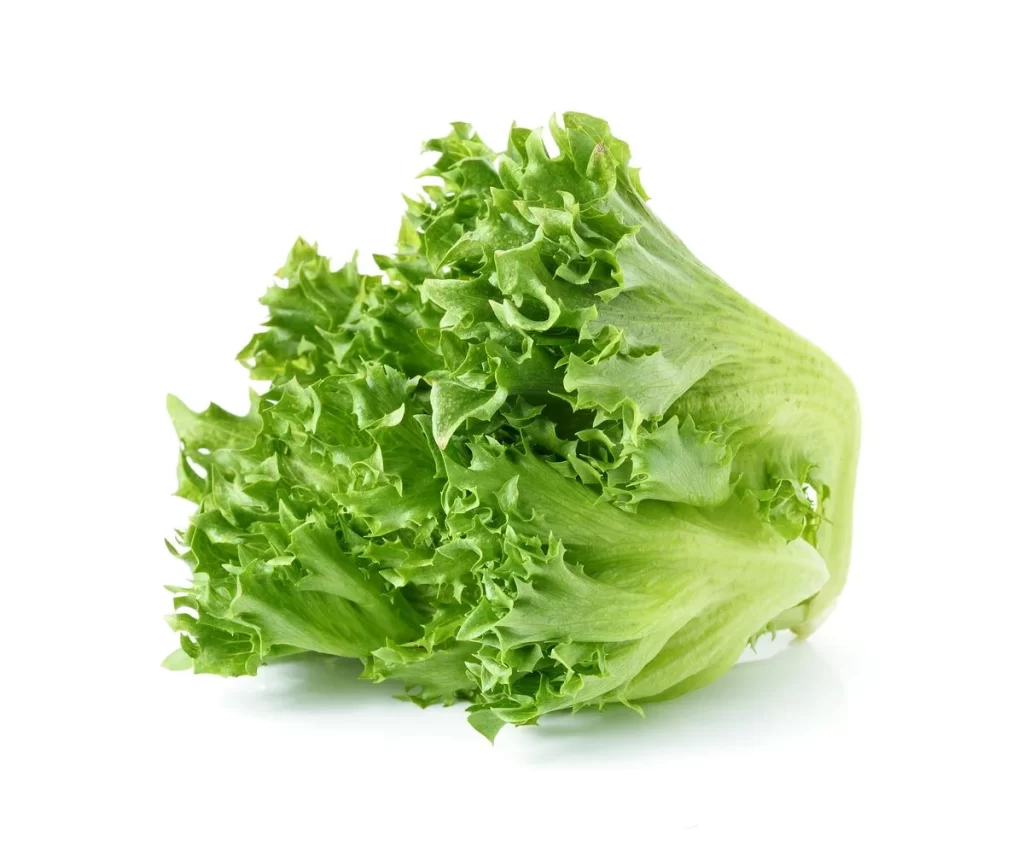 Iceberg Lettuce Green Crisp Fresh