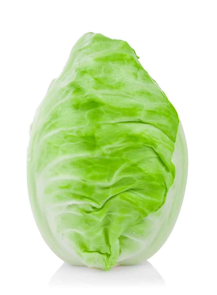 Iceberg Lettuce Green Crisp Fresh