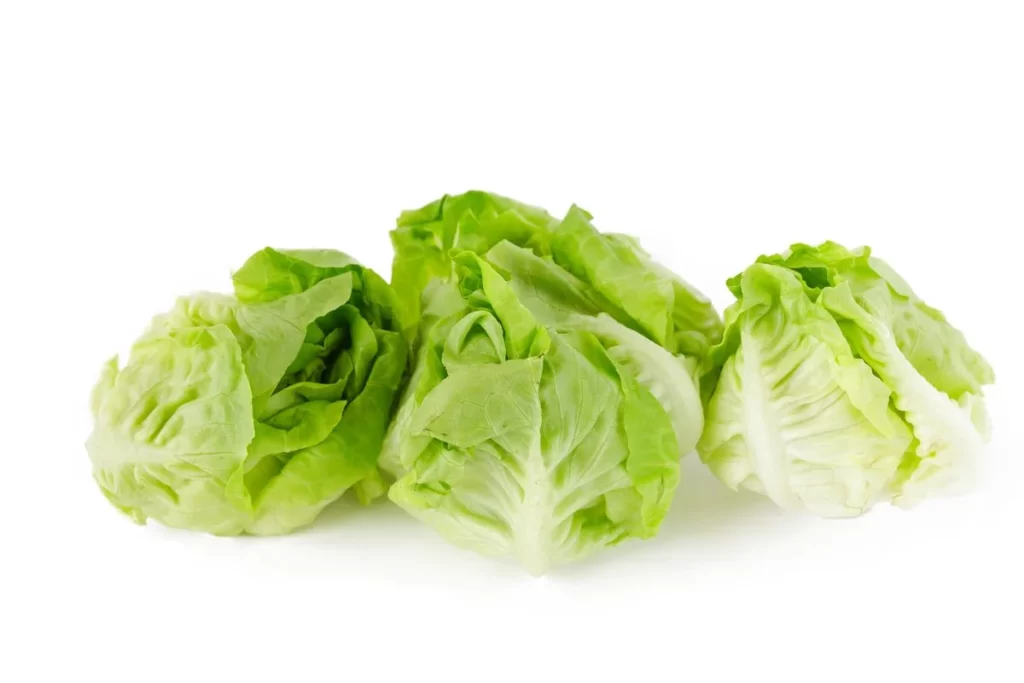 Iceberg Lettuce Green Crisp Fresh