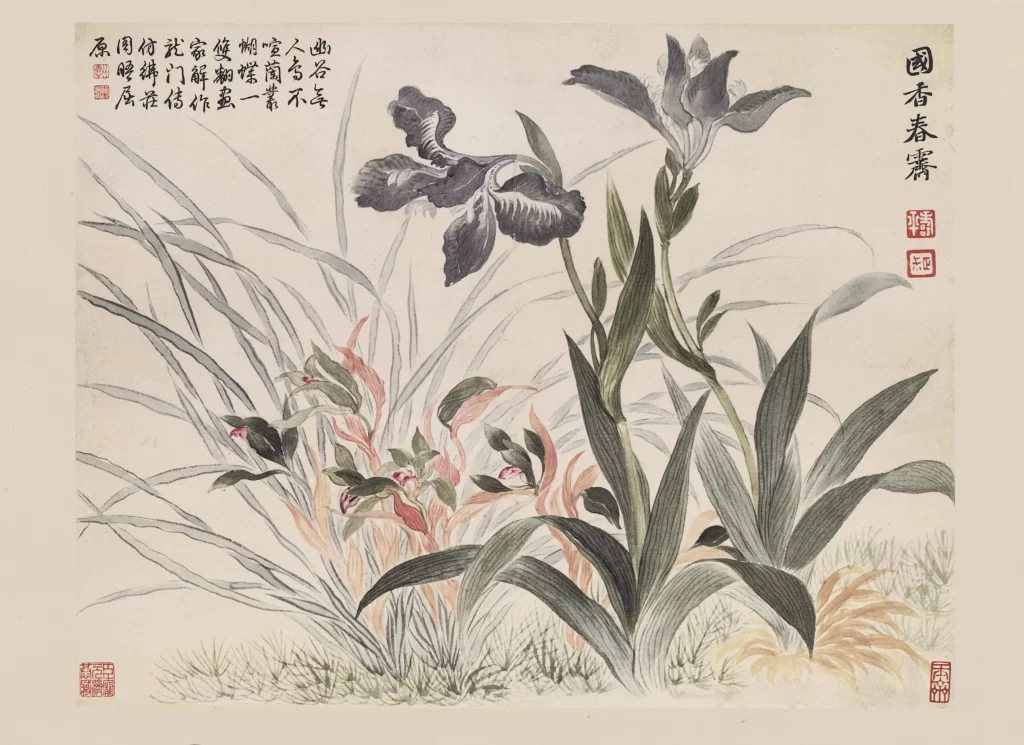Iris Orchid Spring Rain Yun Shouping
