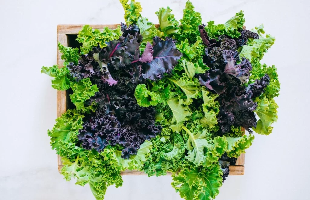 Kale Green Purple Curly Edges