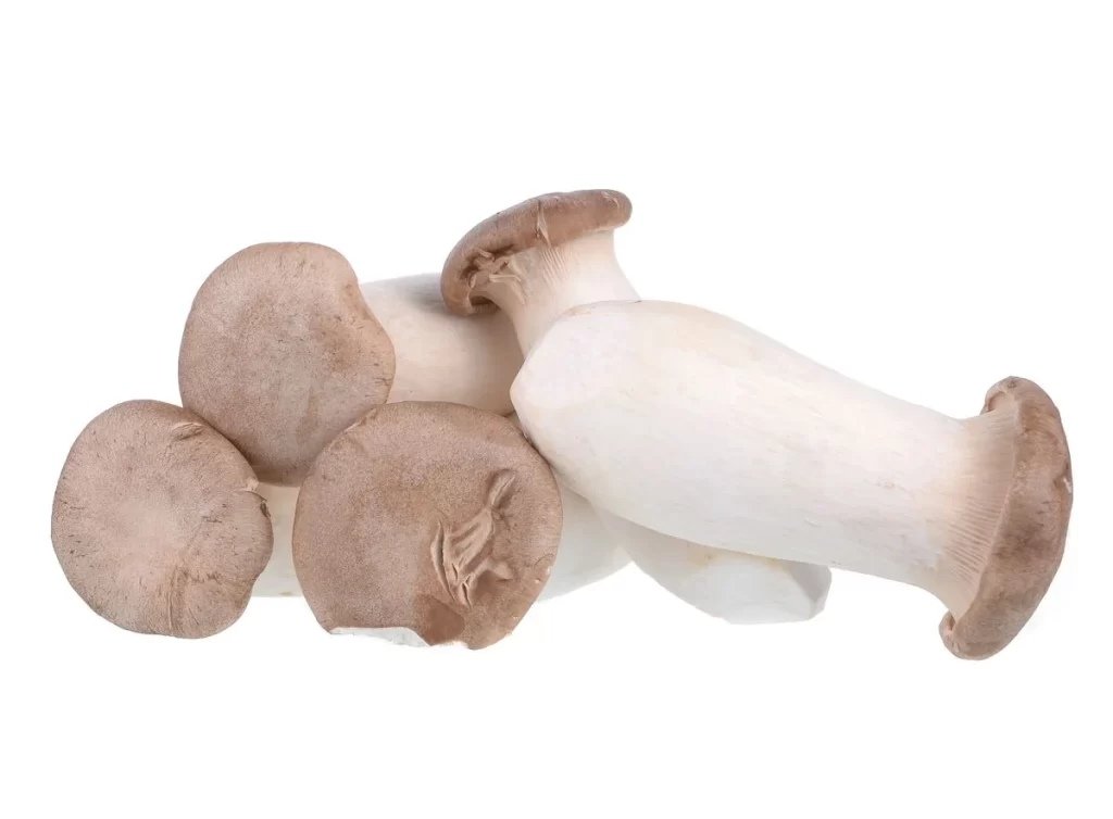 King Oyster Mushroom White Brown Cap