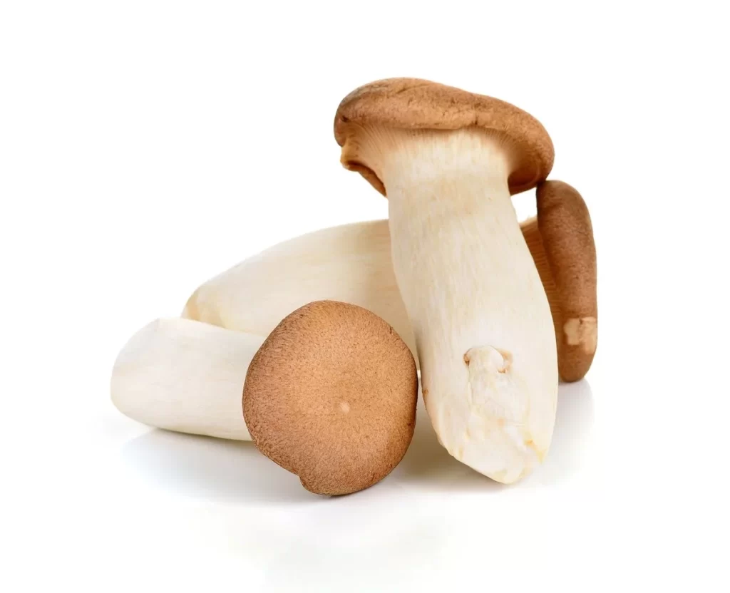 King Oyster Mushroom White Brown Cap