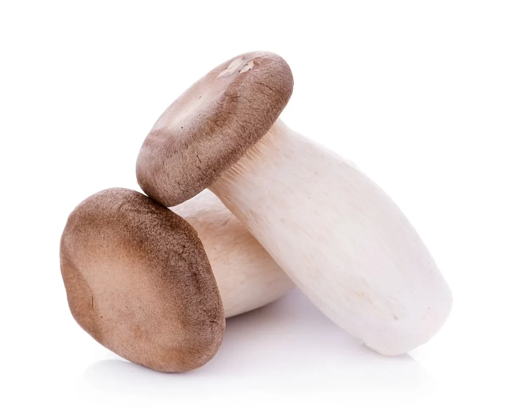 King Oyster Mushroom White Brown Cap