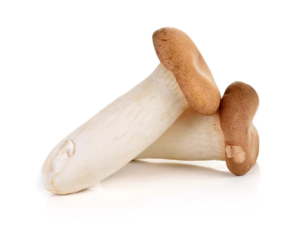 King Oyster Mushroom White Thick Stem