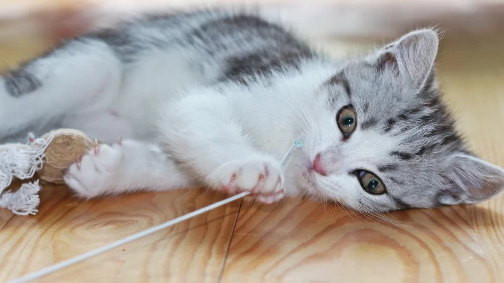 Kitten Playful String Toy Wooden Floor Light