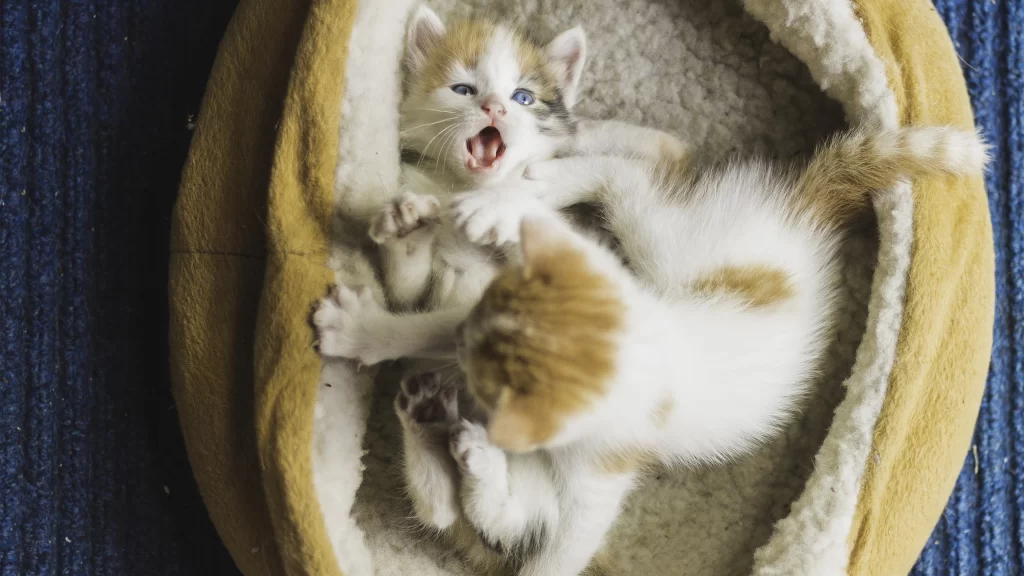 Kittens Playful Fur Soft Bed Cozy