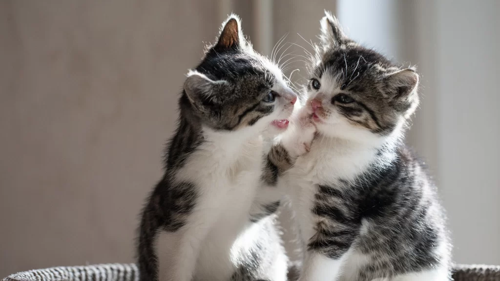 Kittens Playful Interaction Sunlit Fur Soft