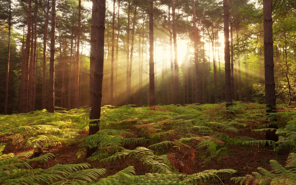 Sunlight Forest Tall Trees Green Ferns Nature
