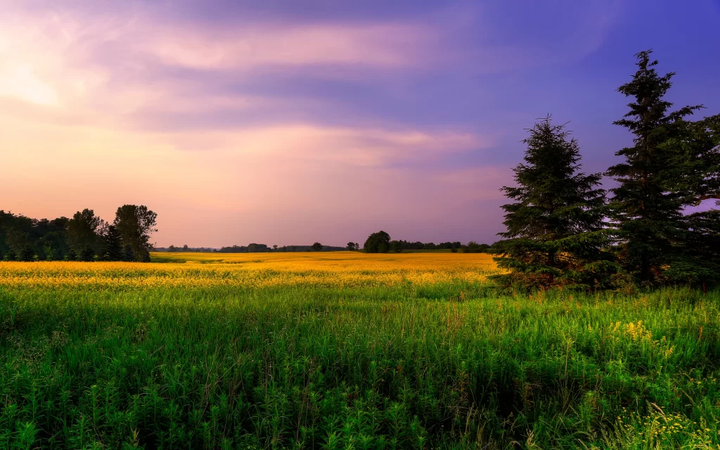 Sunset Yellow Field Green Trees Purple Sky