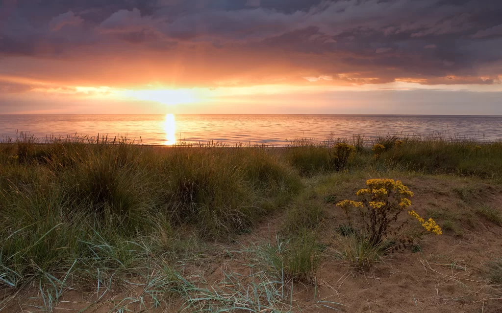 Sunset Orange Clouds Sea Grass Yellow Flowers