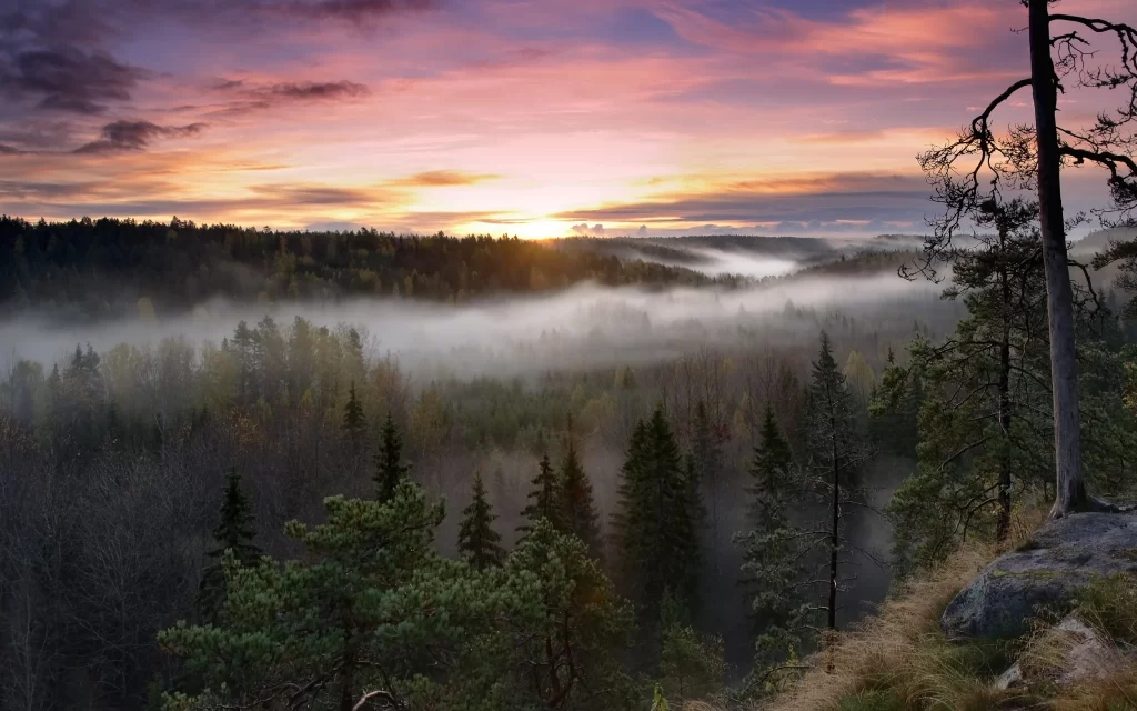 Sunset Mist Forest Trees Clouds