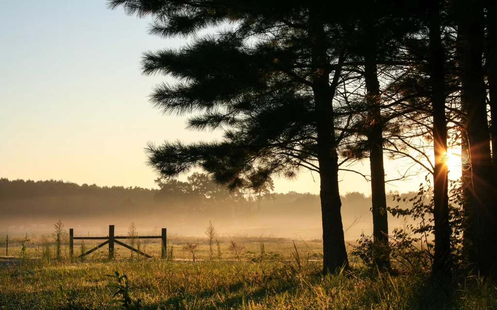 Sunset Trees Meadow Mist Fence Tranquility