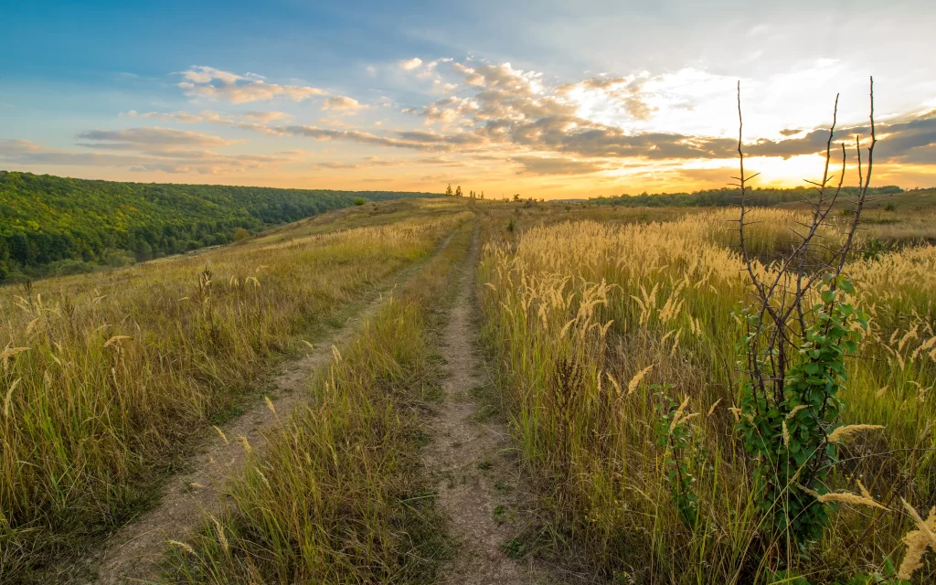 Sunset Path Grass Field Trees Sky