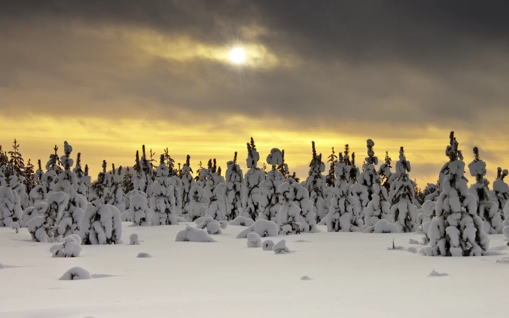 Snowy Forest Winter Sun Rays Clouds