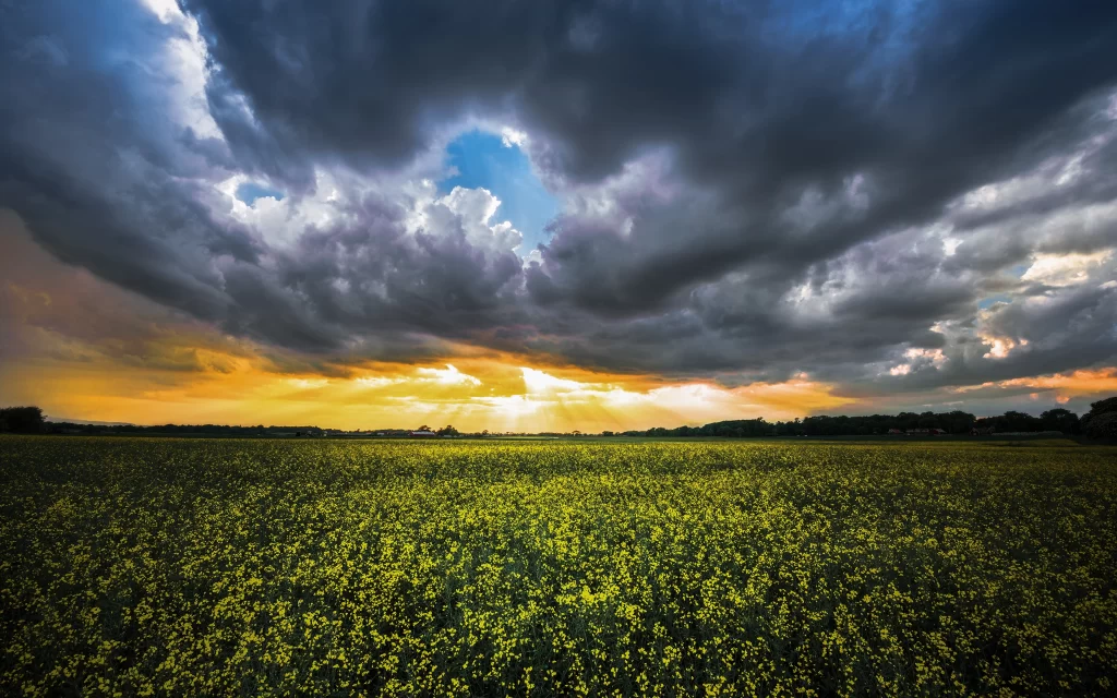 Sunset Clouds Field Yellow Flowers Sky