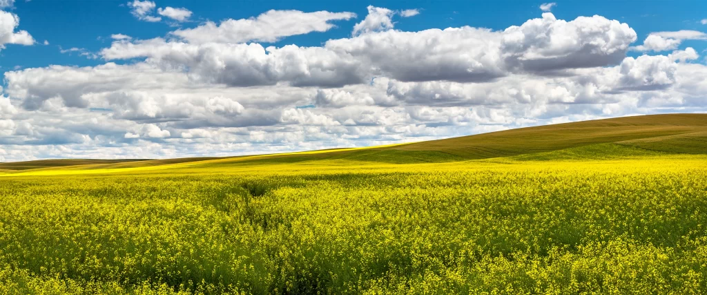 Landscape Field Yellow Flowers Hills Sky Clouds