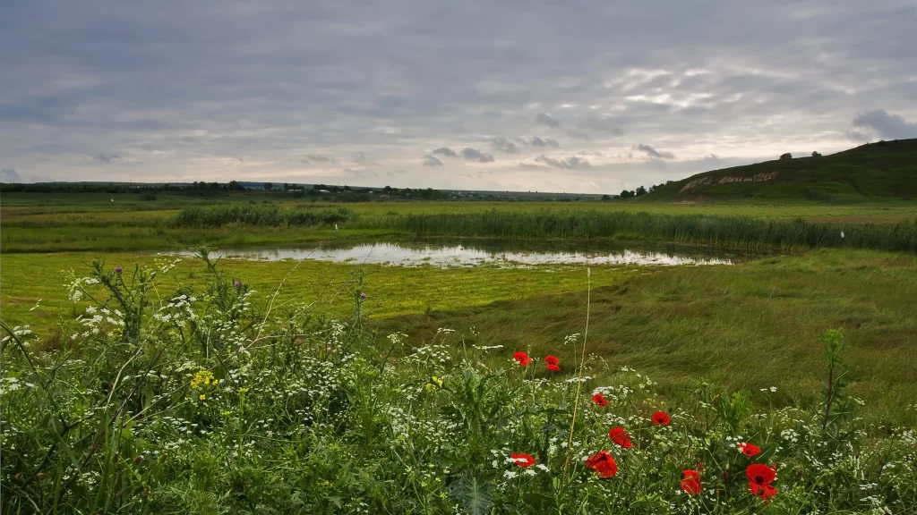 landscape nature field flowers sky clouds