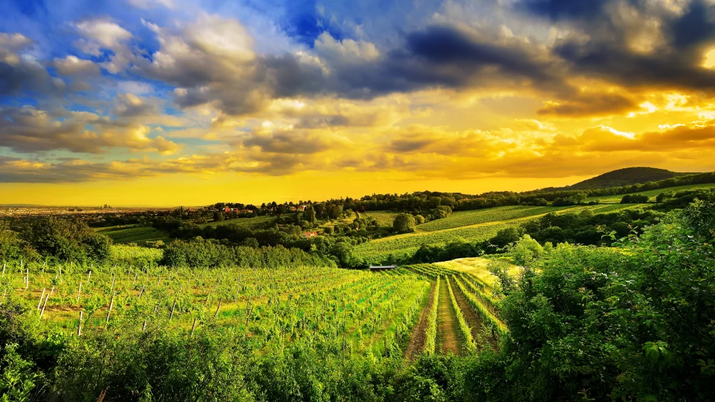 landscape sunset vineyard green hills clouds
