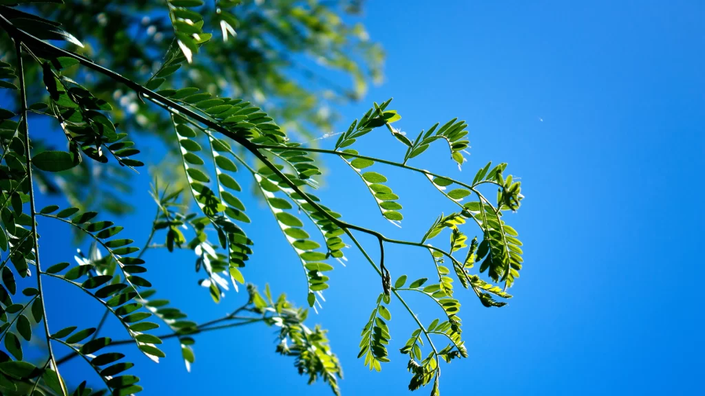 leaf blue sky sunlight green branch