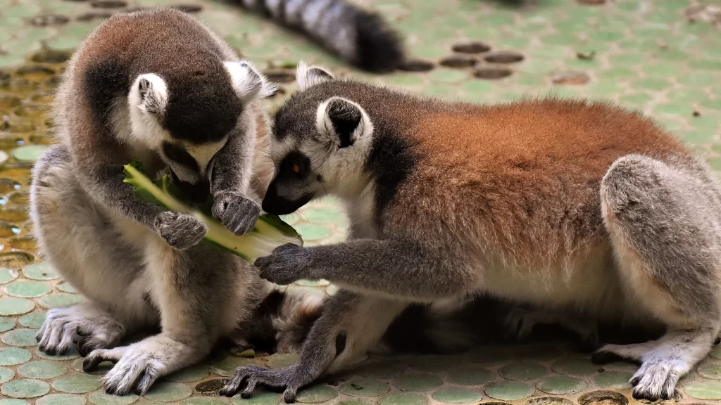 Lemurs Green Leaf Sharing Interaction Nature